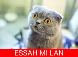 essah mı lan.webp