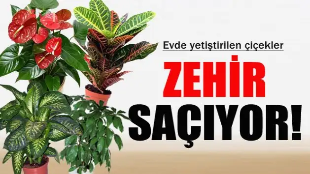 evde-yetistirilen-cicekler-zehir-saciyor-1420541081.webp