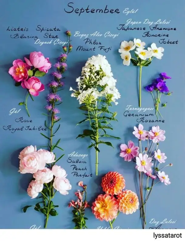 eylül aylık31 (1).webp