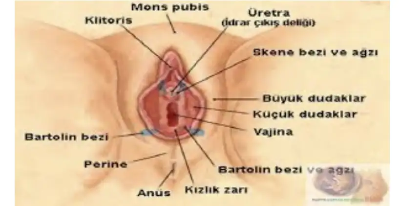 Vulva