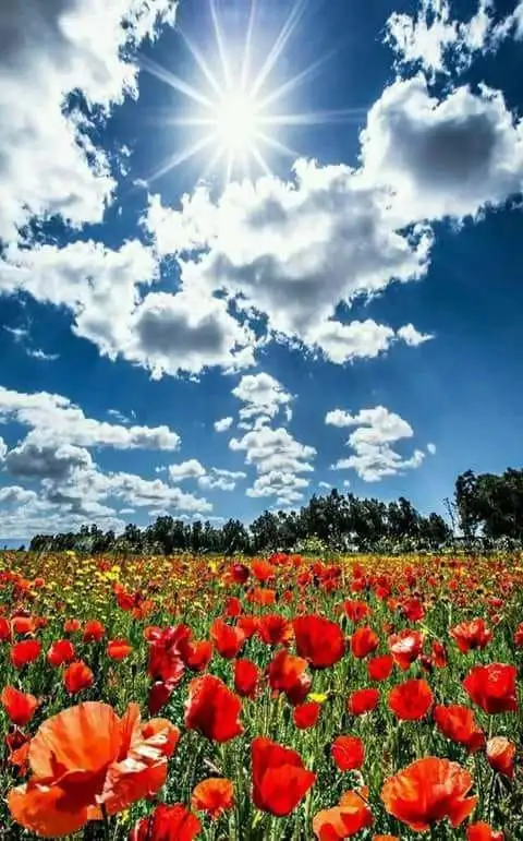 f632b4656172cfe10599655c39a0844c.webp