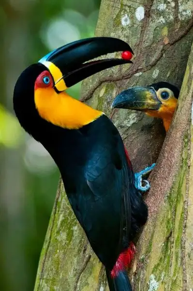 f75483322ab648c997f42482f4fcff34.jpg.700x0_q85_autocrop_crop-smart_upscale.webp