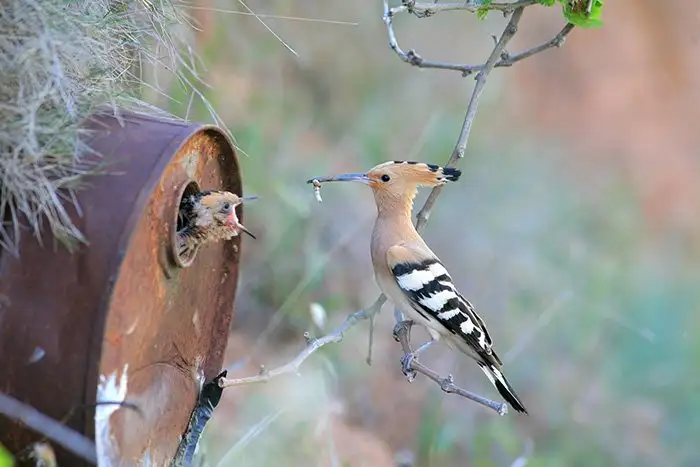 fa57987db3314712ae8d487cc79ac3d5.jpg.700x0_q85_autocrop_crop-smart_upscale.webp