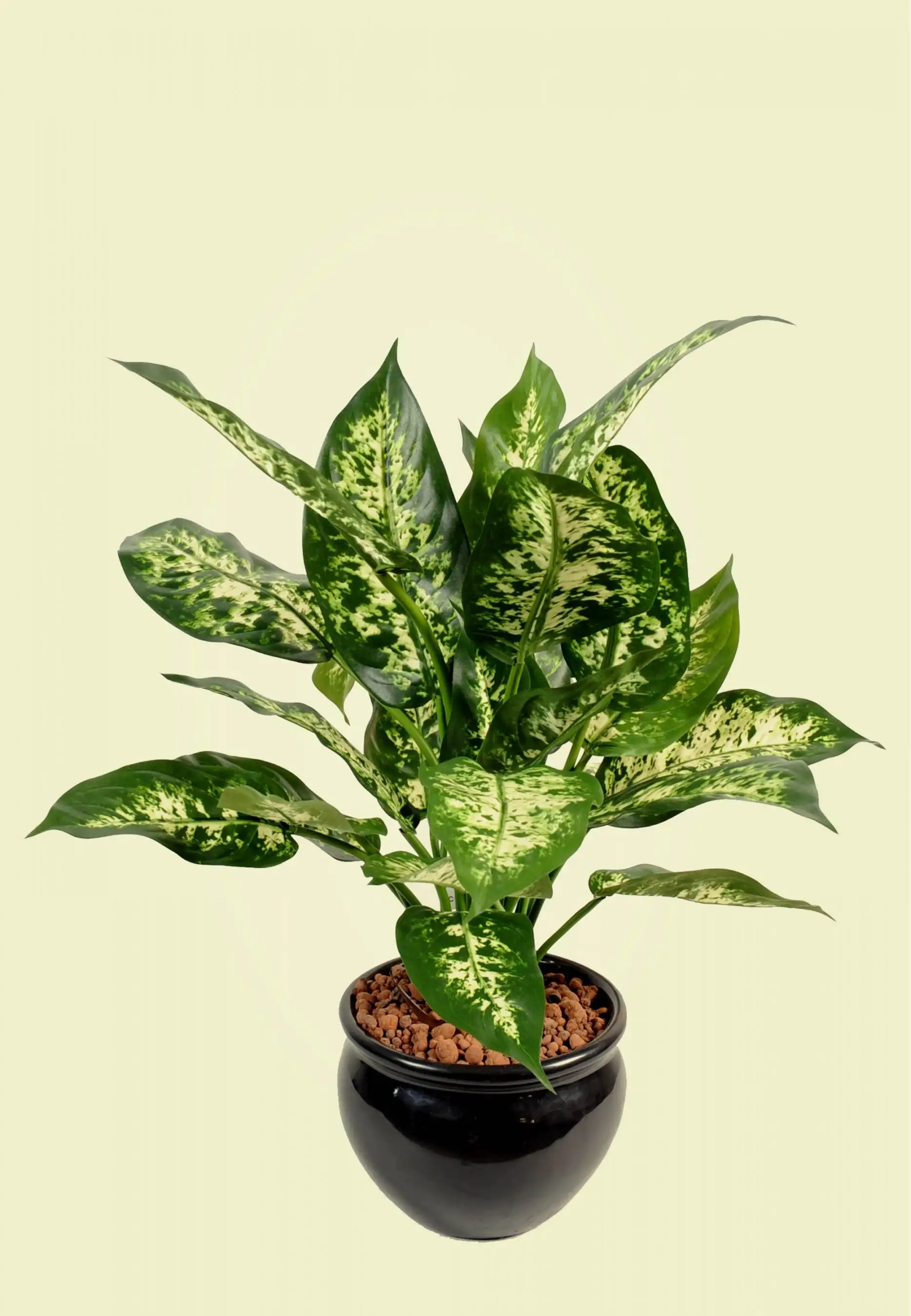 fausse-plante-dieffenbachia.webp