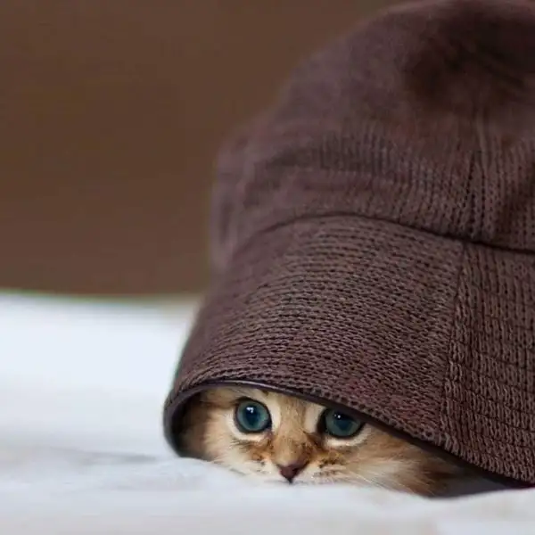 FB_IMG_1453623961651.webp
