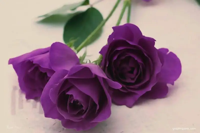 FB_IMG_1463699112448.webp
