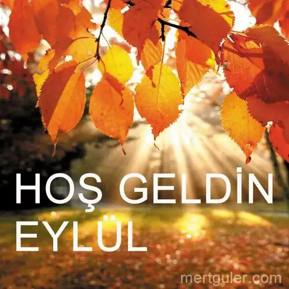 FB_IMG_1472715293287.webp