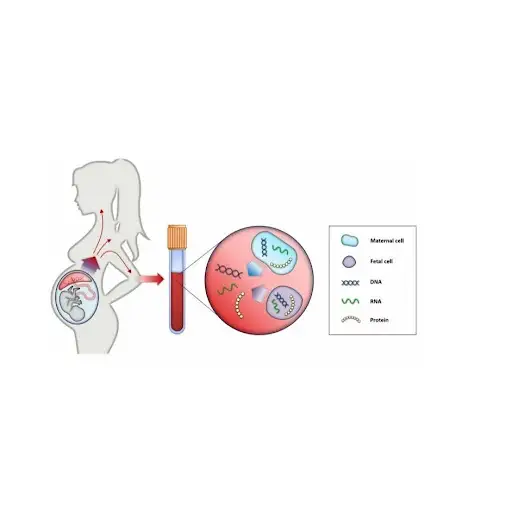 fetal_dna_test_nipt.jpg