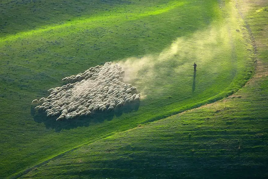 field-landscape-photography-only-sheep-marcin-sobas-tuscan-2.webp