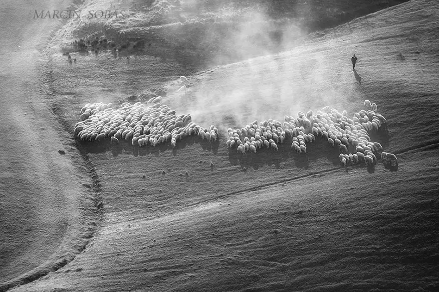 field-landscape-photography-only-sheep-marcin-sobas-tuscan-3.webp