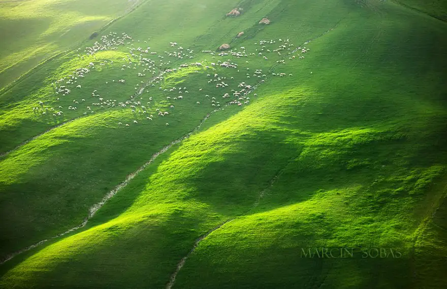 field-landscape-photography-only-sheep-marcin-sobas-tuscan-4.webp