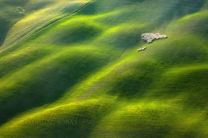 field-landscape-photography-only-sheep-marcin-sobas-tuscan.webp