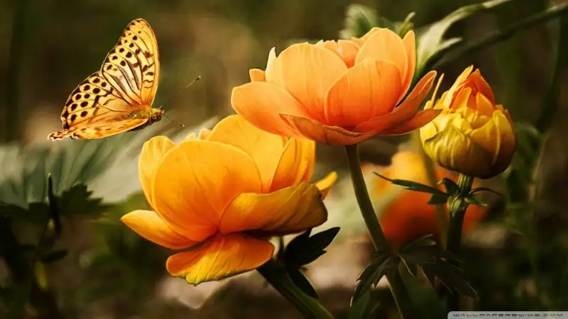 flowers_and_a_butterfly-wallpaper-1024x576.webp