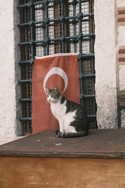 free-photo-of-a-little-car-sitting-in-front-of-a-flag-of-turkey.webp