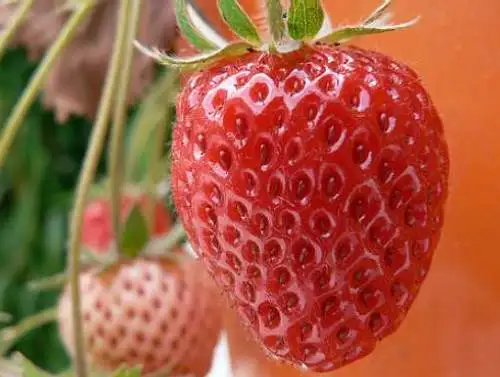 fresh-homegrown-strawberries.webp