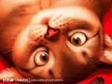 gato.webp