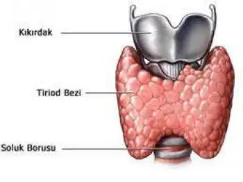 gebelikte_tiroid.jpg
