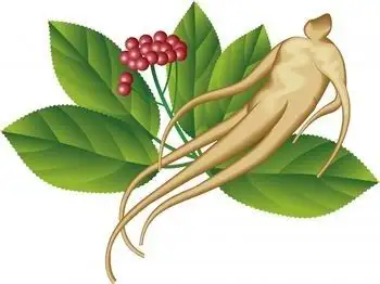ginseng-kok-resimleri-gelarabul.webp