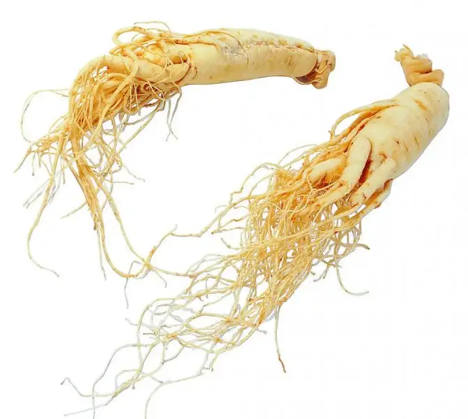 ginseng-otu.webp