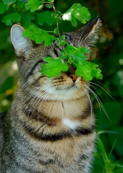 gkfggıdbgıdn ge.webp