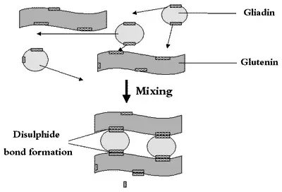 Gluten_Structure.webp