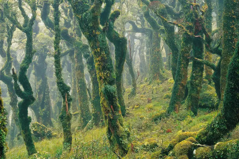 goblin-ormanı-yeni-zelanda.webp