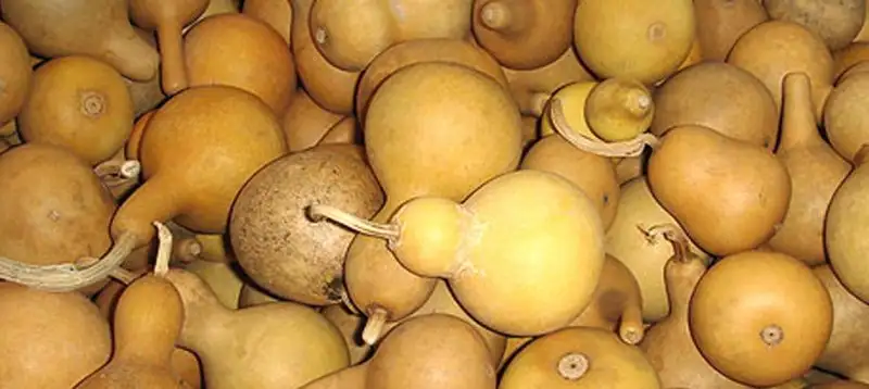 gourd.webp