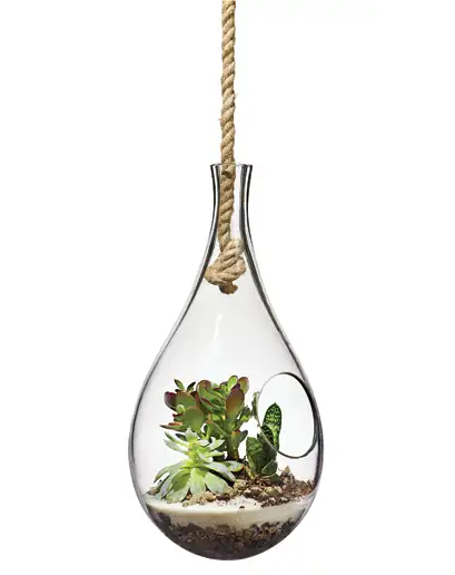 gq-terrarium-1.webp