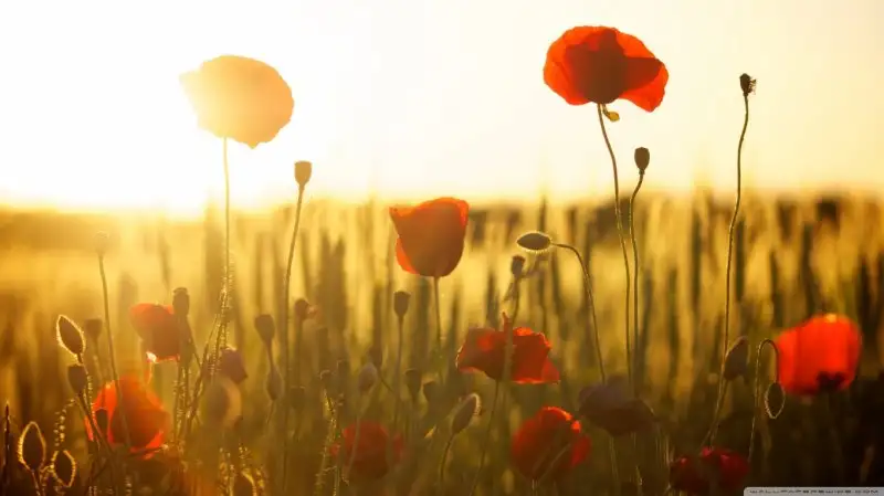 green_wheat_field_and_poppies-wallpaper-1366x768.webp