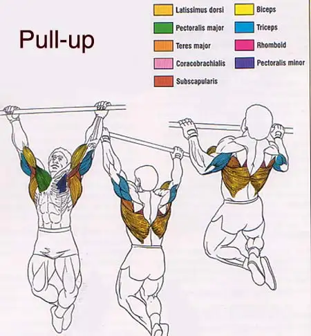 guide_pull_up_anatomy.webp