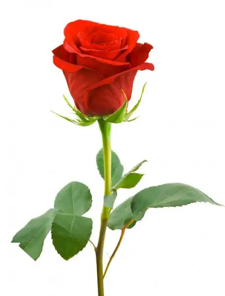 Gül_1.webp