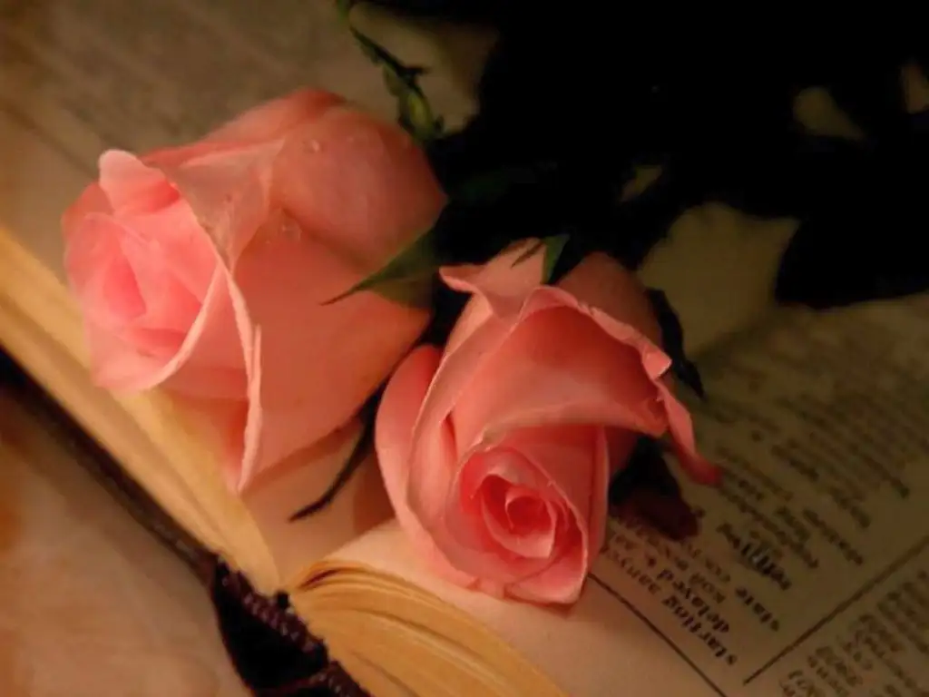 gul_ve_kitap_775215.webp