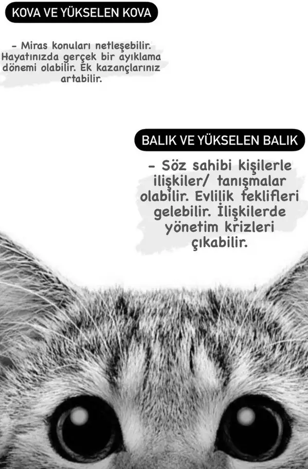 güneş başak12 (8).webp