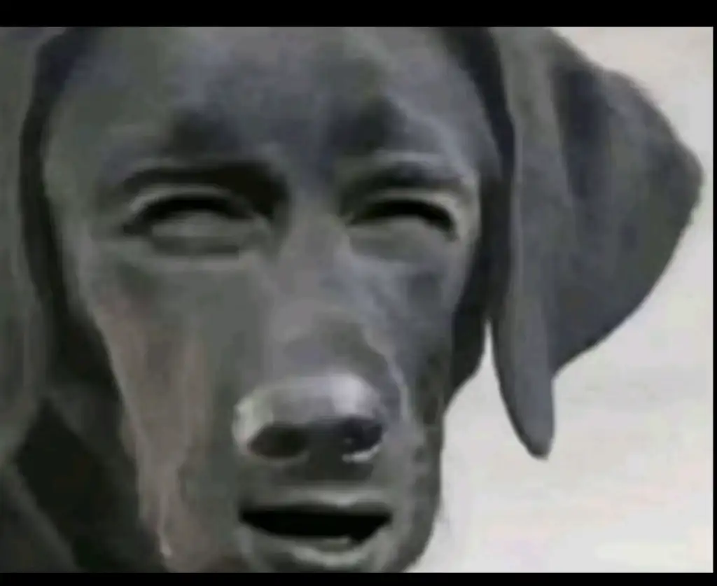 GzIogesWQAAxKhc.webp