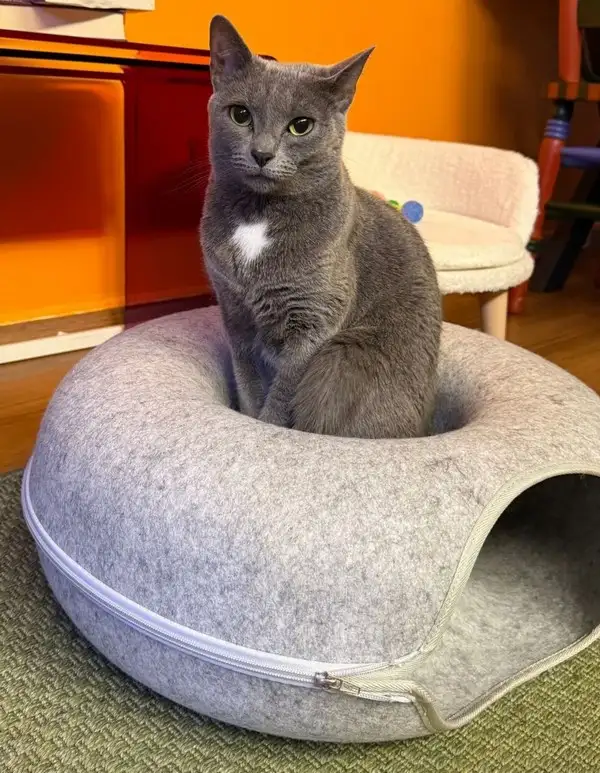 h kedi (9).webp