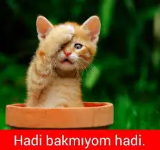 hadi bakmıyom.webp