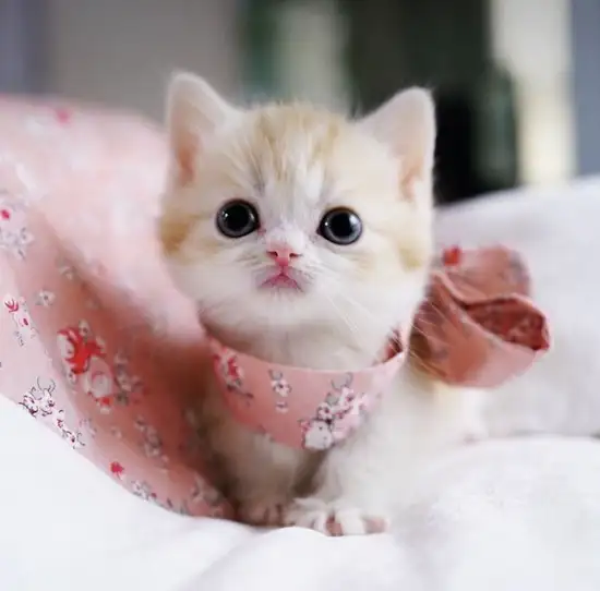 hadt (12).webp