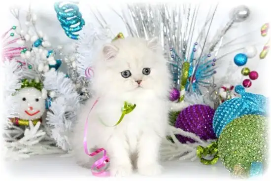 haft (10).webp