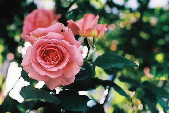 haft (11).webp