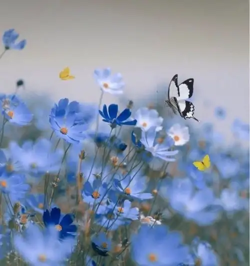 haft (15).webp