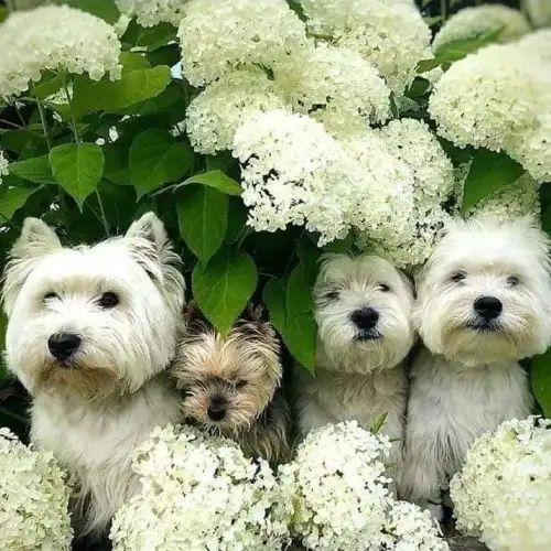 haft (2).webp