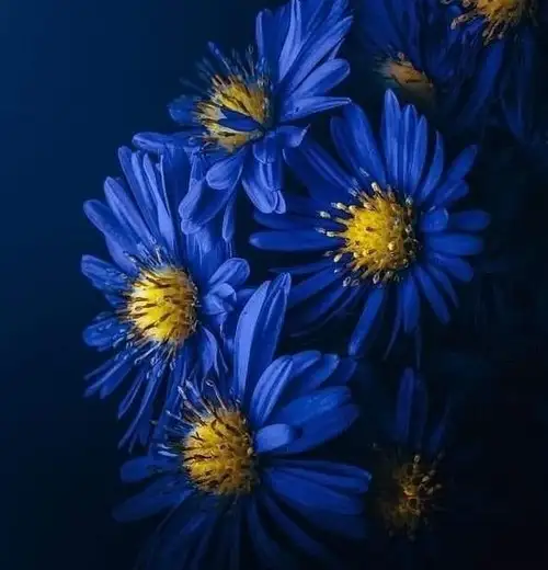 haft (4).webp