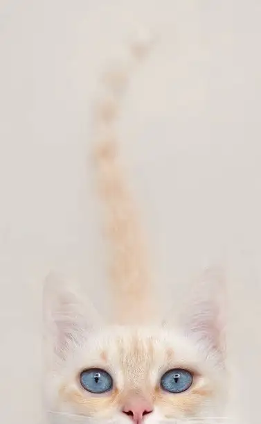 haft (4).webp