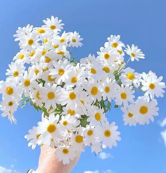haft (5).webp
