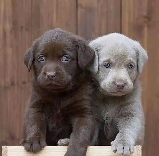 haft dog (12).webp