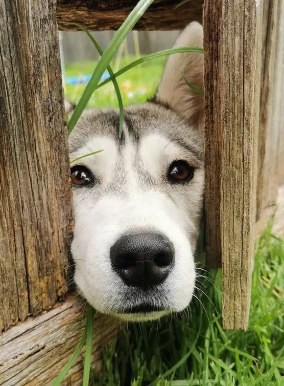 haft dog (13).webp