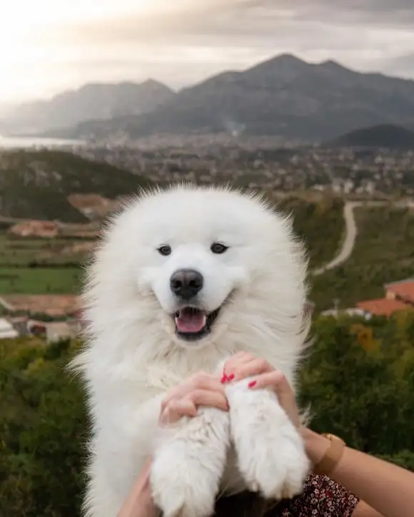 haft dog (15).webp