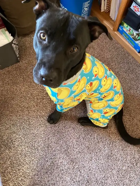 haft dog (5).webp