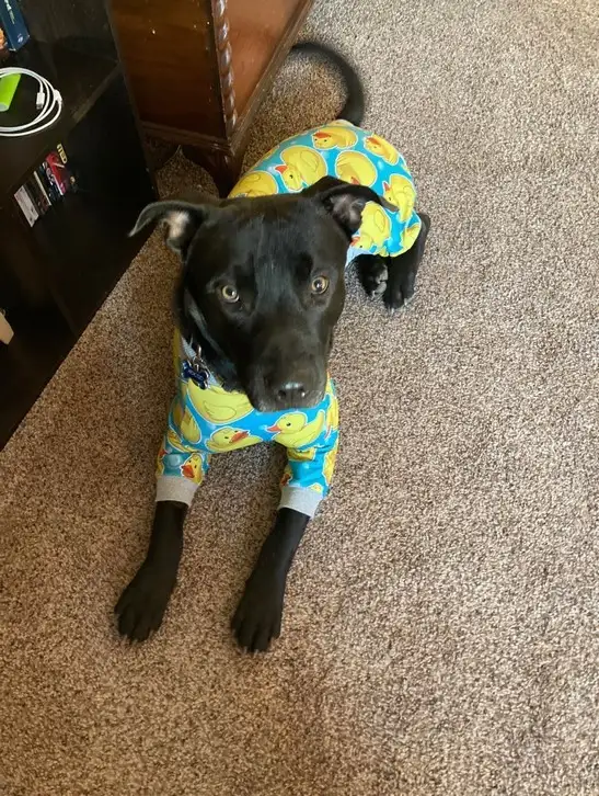 haft dog (6).webp