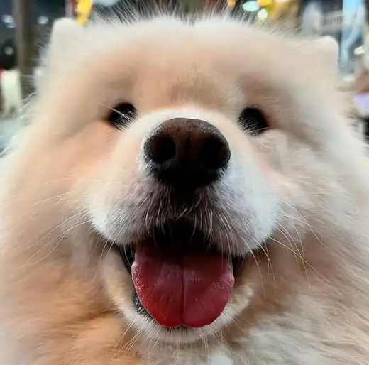 haft dog (9).webp